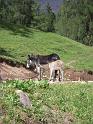 DOLOMITI2009 (21)